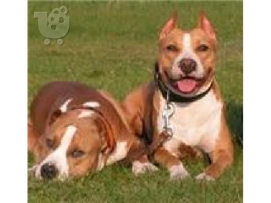 PoulaTo: American stafforshire